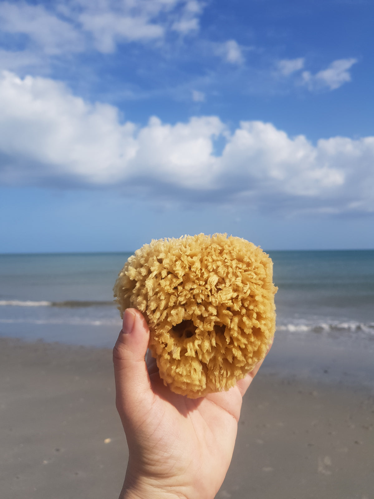 Sponge -- Natural Sea Wool - Small
